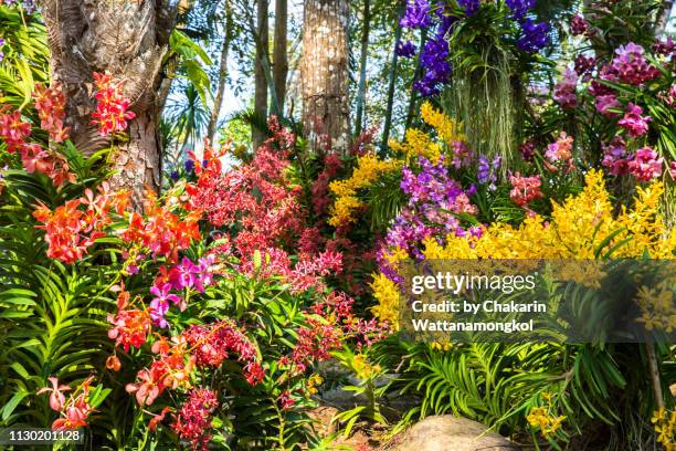 beautiful orchid garden, chanthaburi. - peaceful demonstration stock pictures, royalty-free photos & images