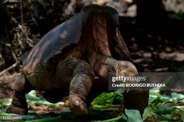 Diego, a tortoise of the endangered Chelonoidis hoodensis subspecies from Espanola Island, is seen in a breeding centre at the Galapagos National...