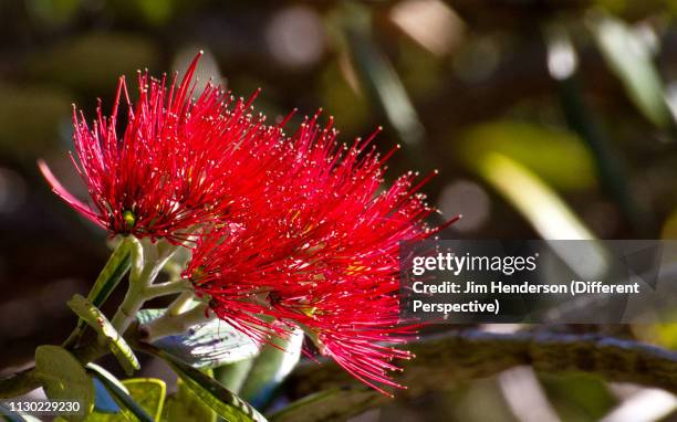 kiwi christmas - pohutukawa tree stock pictures, royalty-free photos & images