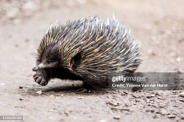 short-beaked echidna (tachyglossus aculeatus), short-beaked echidna - tachyglossidae stock pictures, royalty-free photos & images