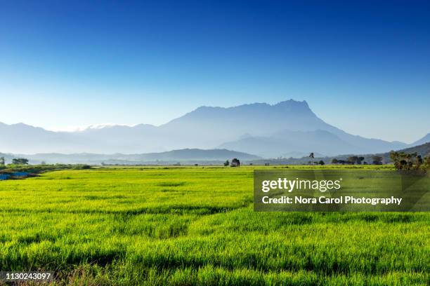 nt kinabalu and paddy field in kota belud - sabah stock pictures, royalty-free photos & images
