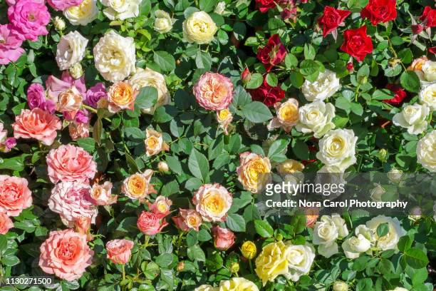 colorful roses - flower wall stock pictures, royalty-free photos & images