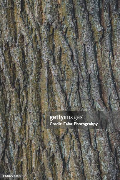 oak bark - struktureffekt stock pictures, royalty-free photos & images