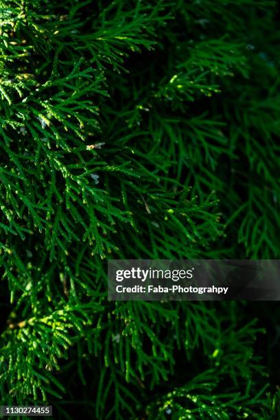 thuja tree - immergrüner baum stock pictures, royalty-free photos & images