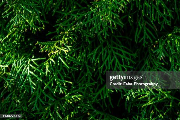 thuja tree - immergrüner baum stock pictures, royalty-free photos & images