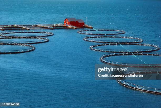 fischerei-industrie in einem fjord in norwegen - lachs stock-fotos und bilder