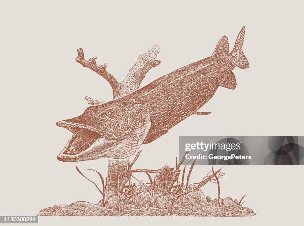 stipple vector of a large northern pike - northern pike stock illustrations