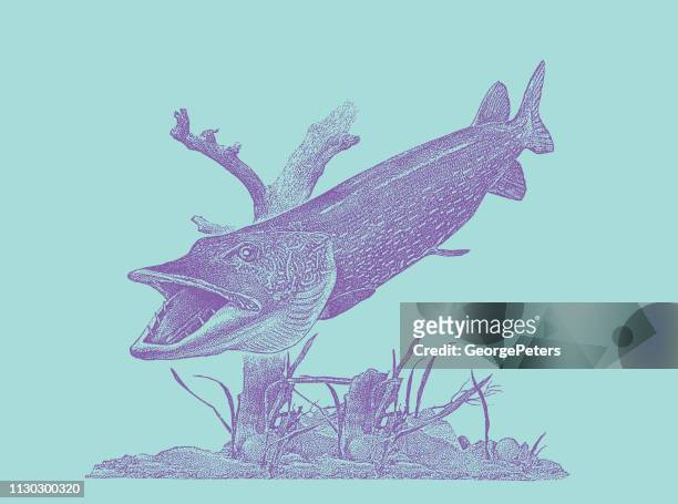 stipple vector of a large northern pike - northern pike stock illustrations
