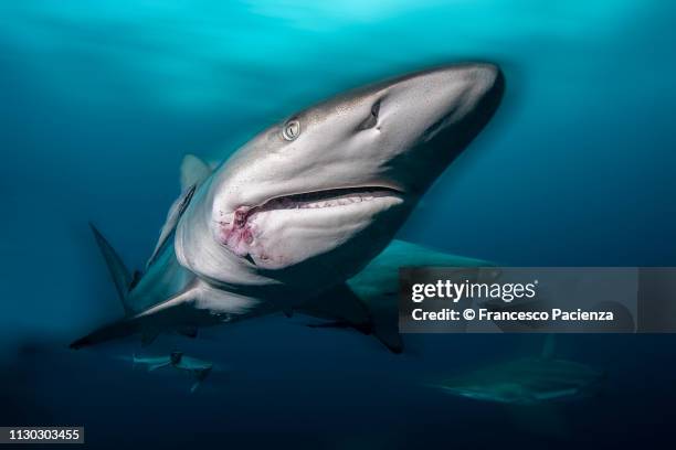 squalo pinnanera oceanico - cartílago fotografías e imágenes de stock