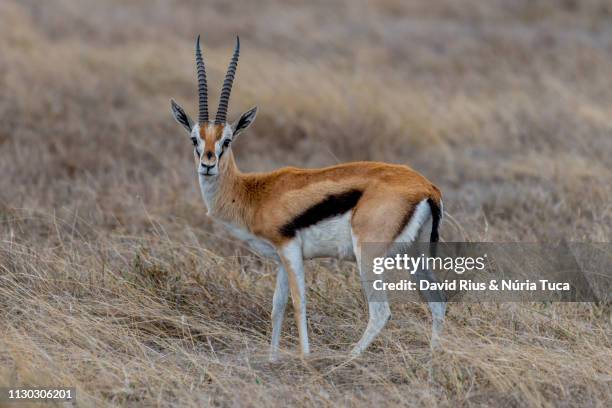 thomson's gazelle - antílope mamífero ungulado - fotografias e filmes do acervo