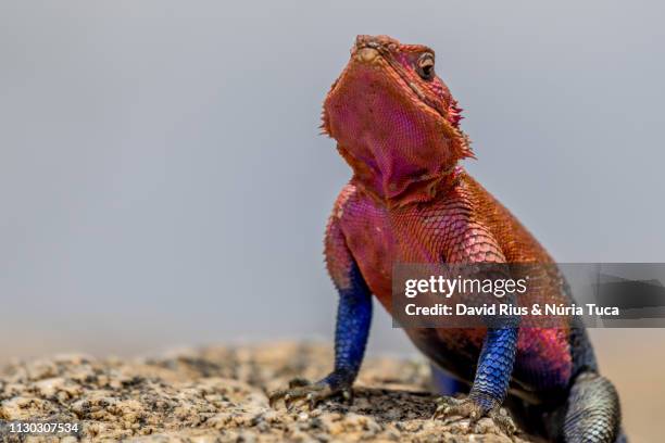 rock agama - agama stock pictures, royalty-free photos & images
