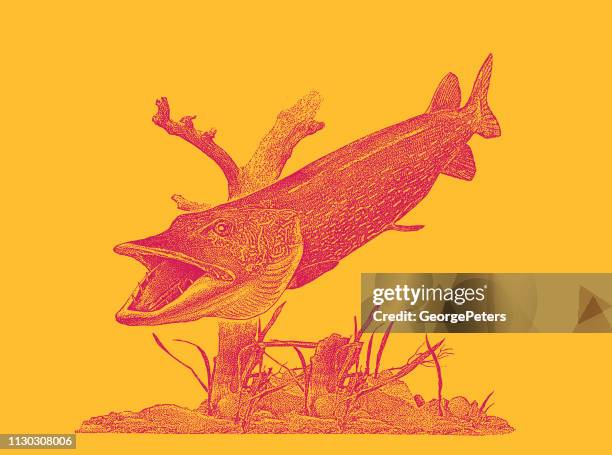 stipple vector of a large northern pike - troll stock illustrations