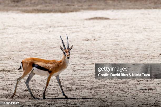 thomson's gazelles - antelope stock pictures, royalty-free photos & images