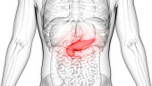 Human Pancreas Anatomy