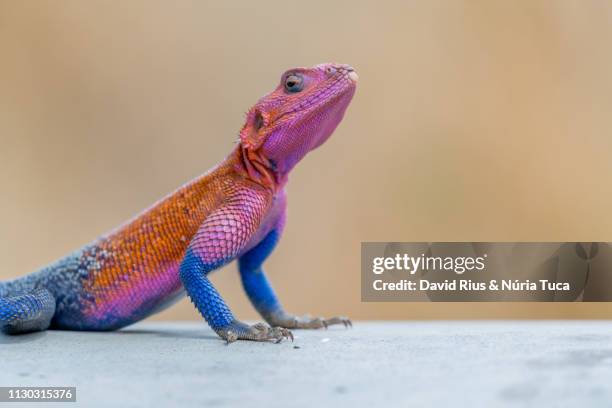 rock agama - agama stock pictures, royalty-free photos & images