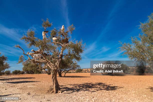 goats in a tree, essaouira, morocco - argan stock pictures, royalty-free photos & images