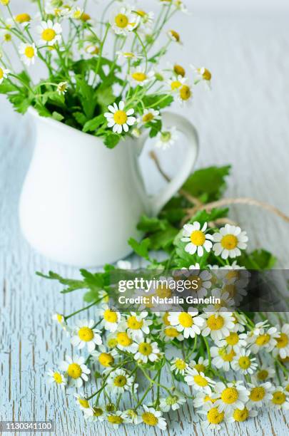 still life with chamomiles - chamomile tea stock-fotos und bilder