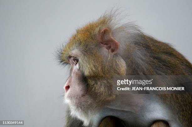 Rhesus macaque, part of the 11 rescued monkeys from research laboratories, sits in the quarantine room of the future animal shelter 'La Taniere', in...