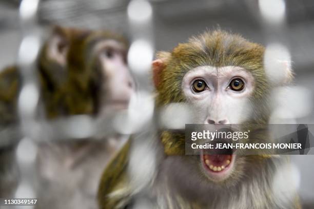 Rhesus macaque, part of the 11 rescued monkeys from research laboratories, looks on from the quarantine room of the future animal shelter 'La...