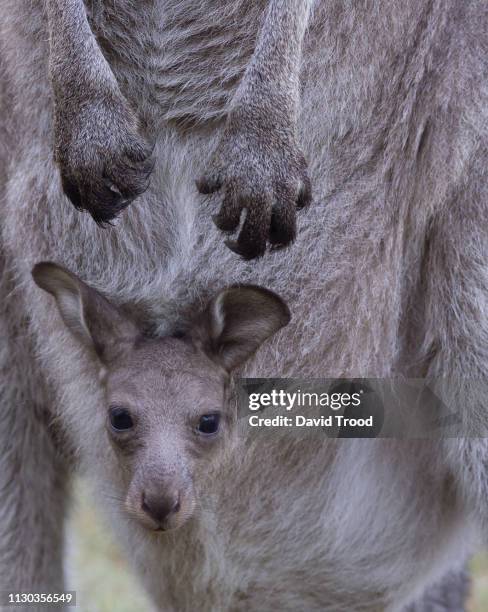 close-up of a baby kangaroo - jungkänguruh stock-fotos und bilder