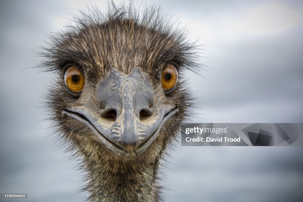 Close-Up of an Australian Emu