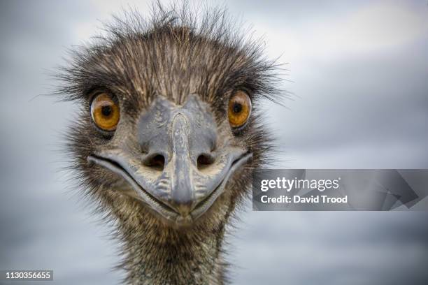 close-up of an australian emu - looking at camera australia imagens e fotografias de stock