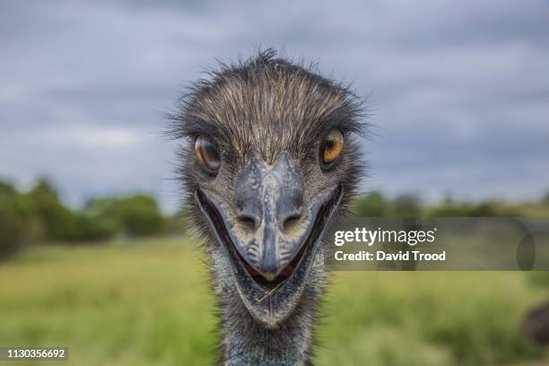 Australian Flightless Bird Photos and Premium High Res Pictures - Getty ...