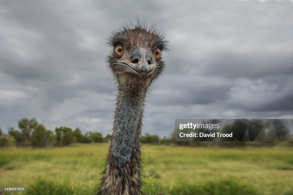 Close-Up of an Australian Emu