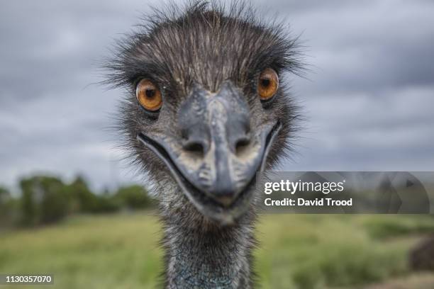close-up of an australian emu - ugly bird stock pictures, royalty-free photos & images