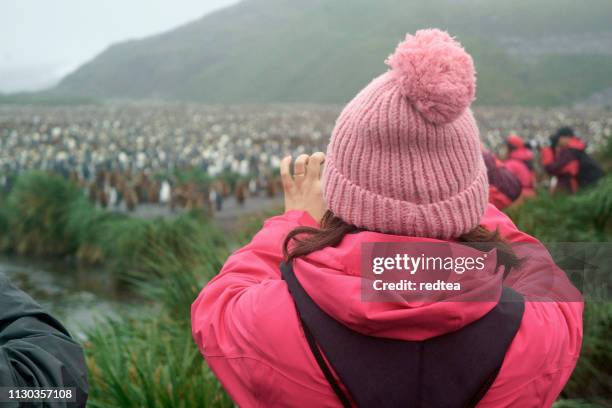 vrouwen bekijken koning pinguïns bij st andrews bay south georgia - st andrews bay stockfoto's en -beelden