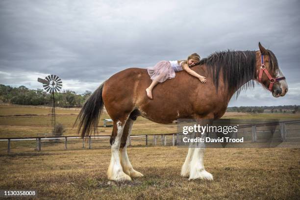 small girl lying on huge clydesdale horse - zugpferd stock-fotos und bilder