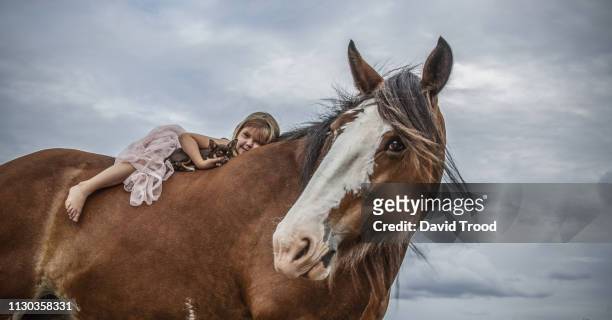 small girl lying on huge clydesdale horse - animal head stock pictures, royalty-free photos & images