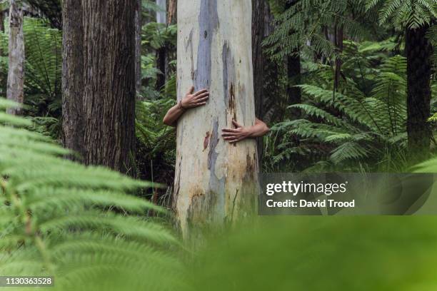 woman´s arms hugging tree - animal behavior fotografías e imágenes de stock