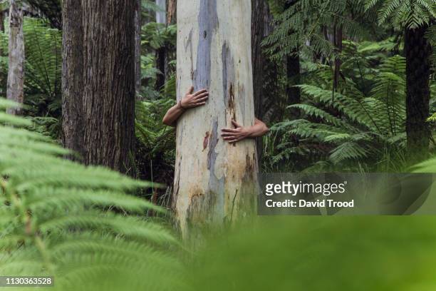 woman´s arms hugging tree - 自然保護区 個照片及圖片檔