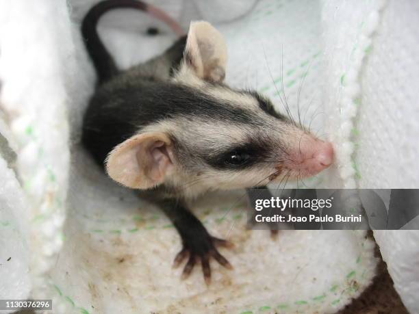 orphan opossum rescue - opossum stock pictures, royalty-free photos & images