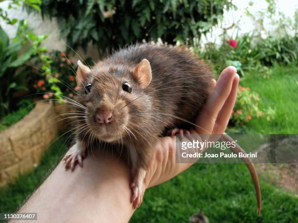 big pet rat on hand - ratazana fotografías e imágenes de stock