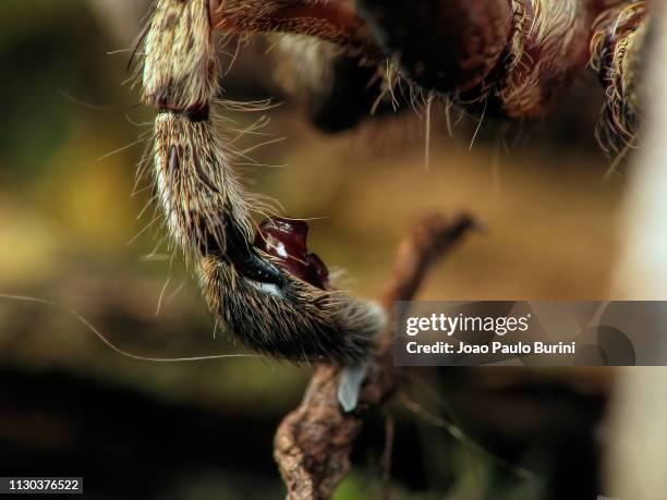Palp On Insect Palps Photos and Premium High Res Pictures - Getty Images