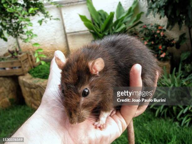 big pet rat on hand - ratazana stock pictures, royalty-free photos & images