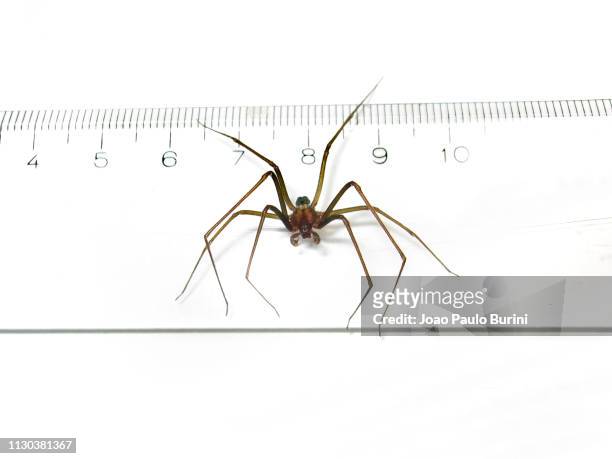 brown recluse (loxosceles) legspan - brown recluse spider ストックフォトと画像