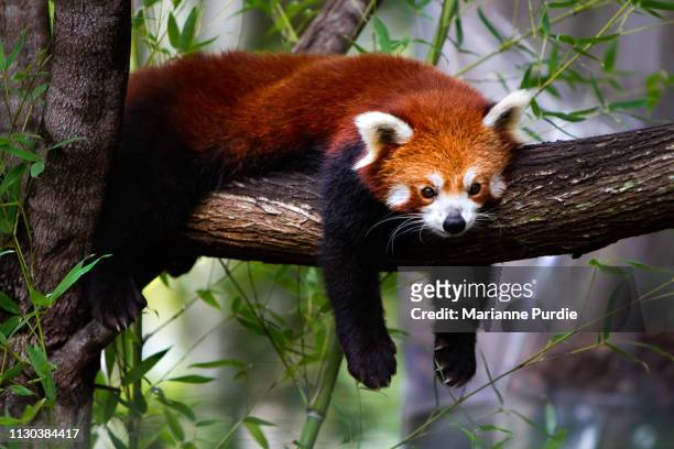 red panda - endangered species stock pictures, royalty-free photos & images