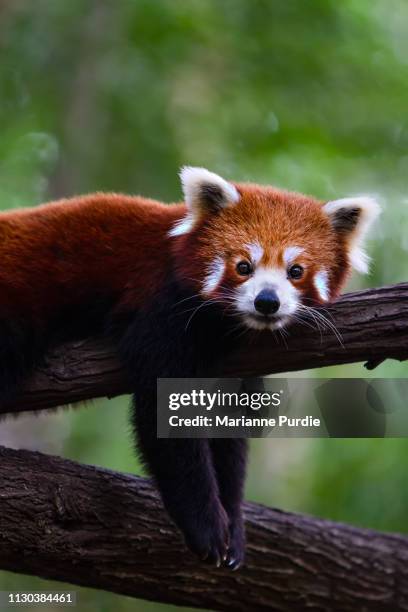 red panda - red panda stock pictures, royalty-free photos & images