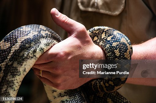 Diamonds python snake Diamonds python snake