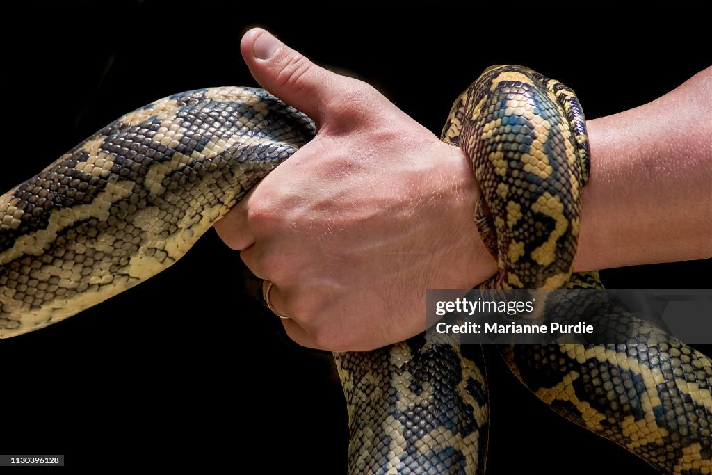 Del Monte Python Snake Diamonds Python Snake High-Res Stock Photo - Getty Images