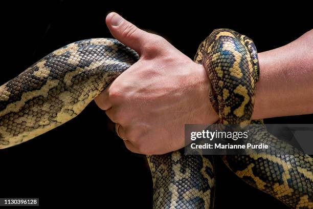 diamonds python snake - snakeskin stock pictures, royalty-free photos & images