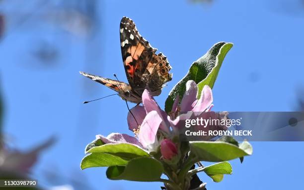Spring Rains Butterfly 726 Butterflies In The Rain Stock Photos, High-Res Pictures, and Images ...