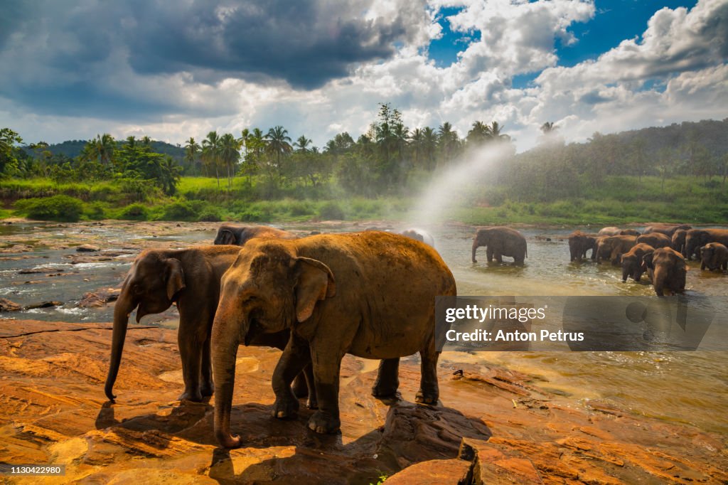 Elephants bathing in the river. Pinnawala Elephant Orphanage. Sri Lanka.