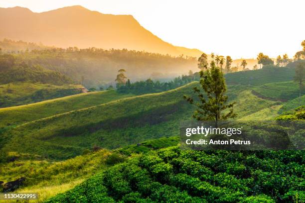 tea plantation near st claire waterfall at sunrise, sri lanka - sri lankan culture stock pictures, royalty-free photos & images