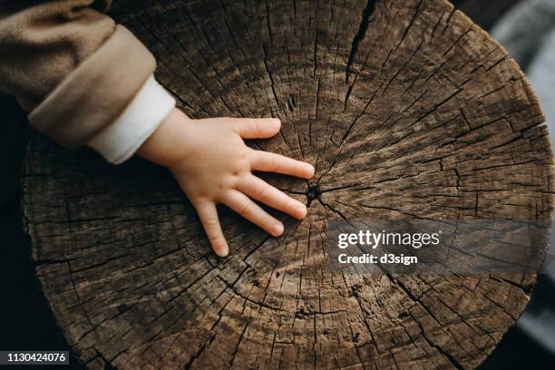 tiny hand of a toddler touching the texture of old tree trunk in the nature - baby nature fotografías e imágenes de stock