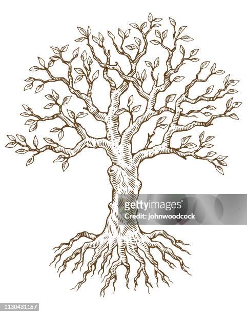 handgezeichnete baum-vektor-illustration - tree illustration stock-grafiken, -clipart, -cartoons und -symbole