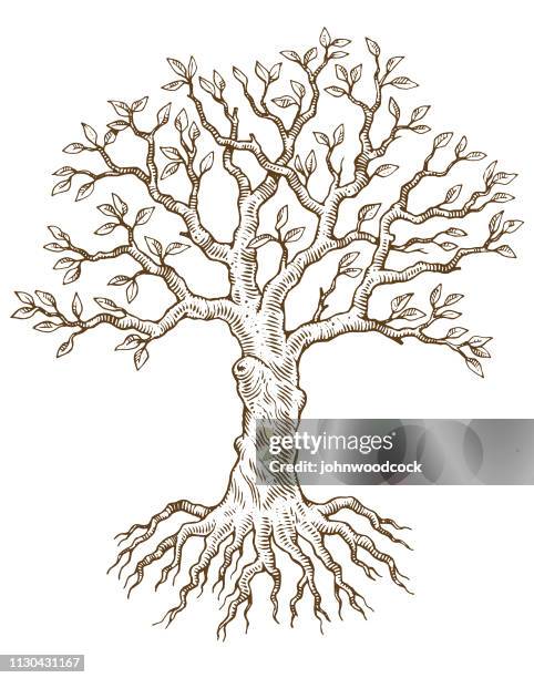hand drawn tree vector illustration - tree root sketch stock illustrations